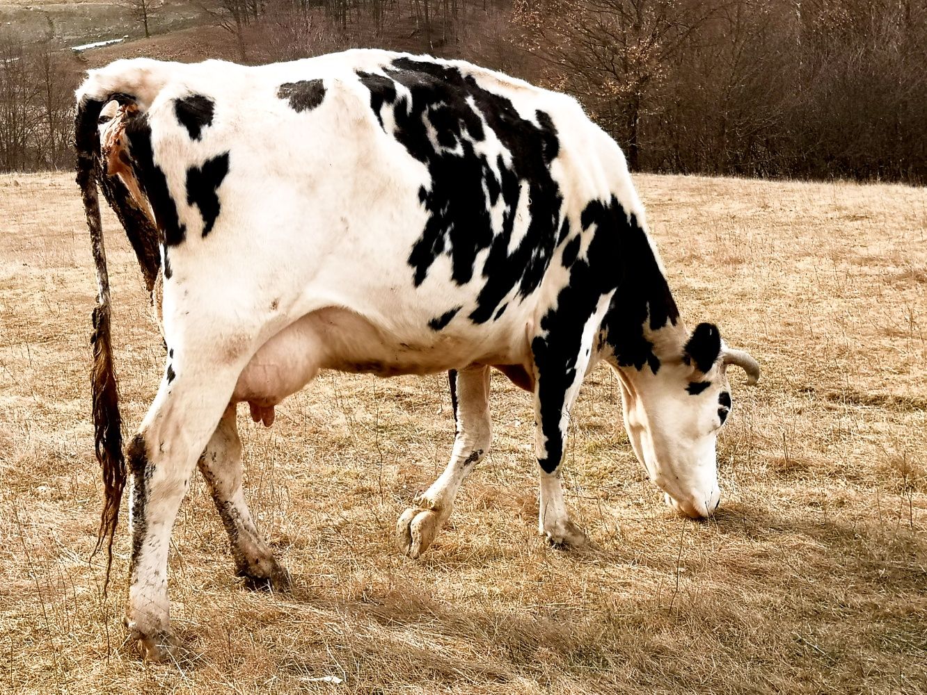 De vânzare vacă holstein foarte bună de lapte