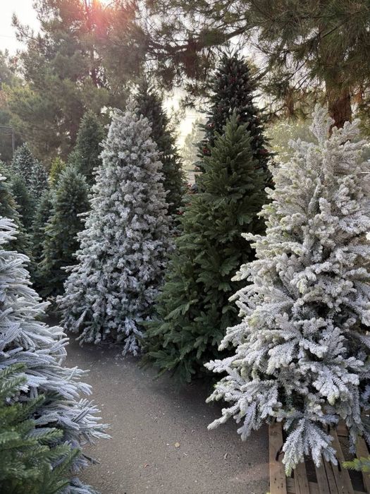 Archa - Ёлка Новогодные елки прямо со склада