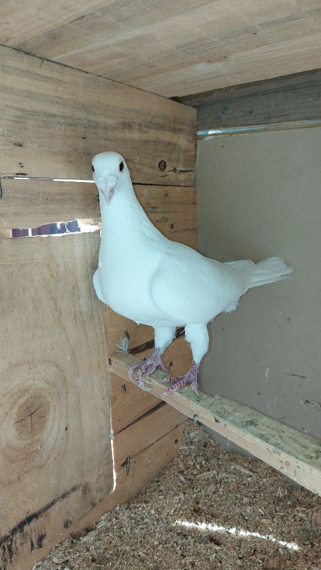 porumbei de ornament