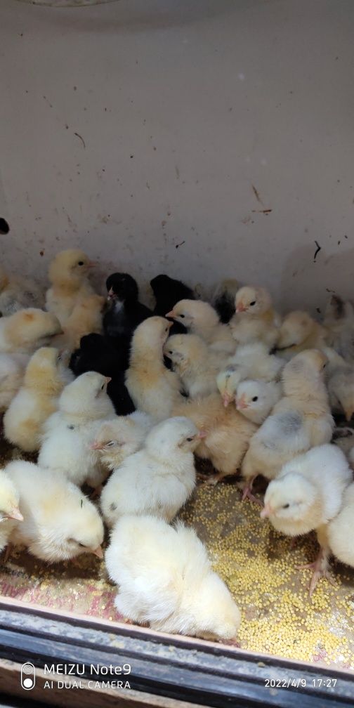 Продам цыплят от домашних курей разных пород возраст 14 дней