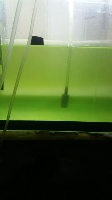 Тетроселмис солоноводные водросли