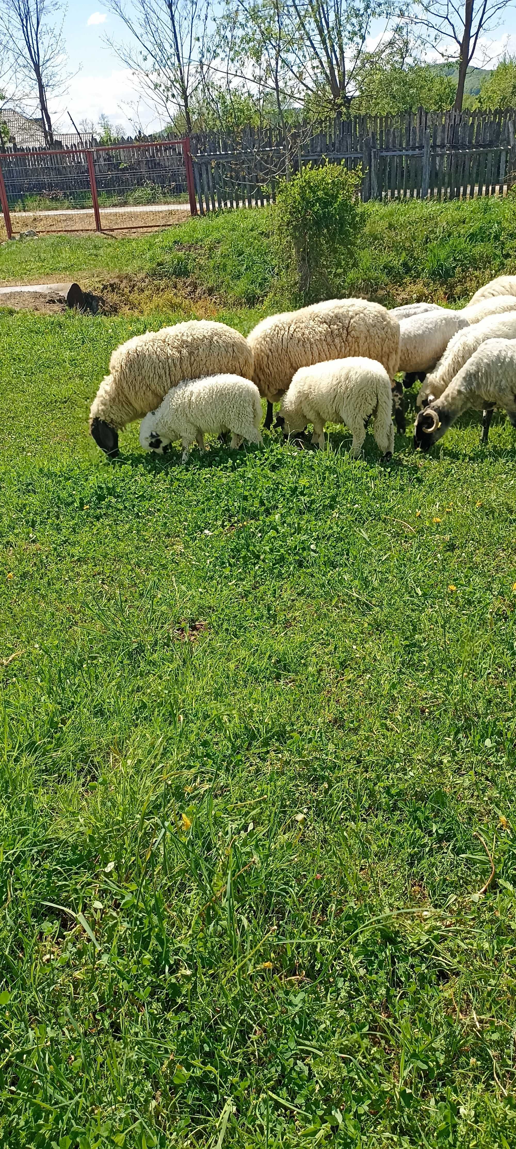 Oii de vânzare carabase.