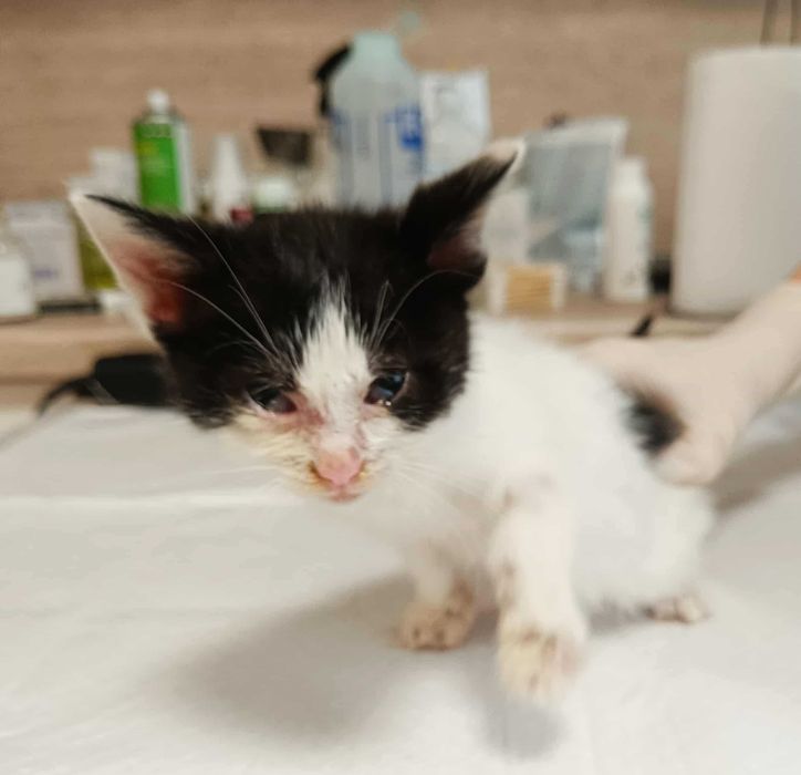 2-месечно момченце търси дом!