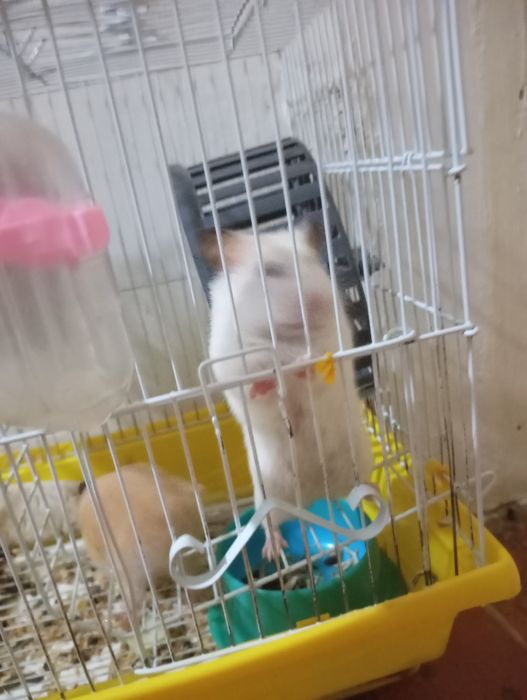 Продам хомяков с клеткой