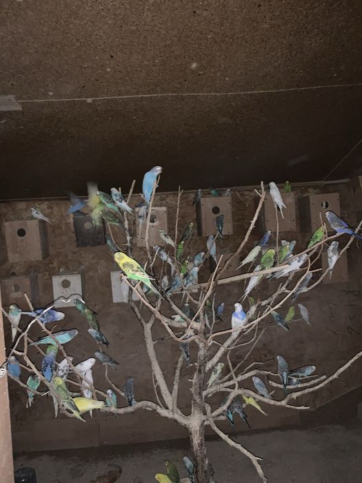 Papagali Perusi toate culorile