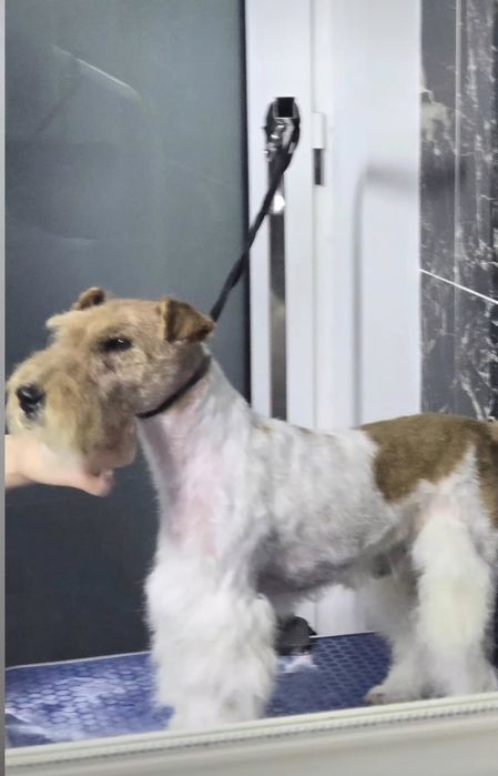 Mascul fox terrier campion