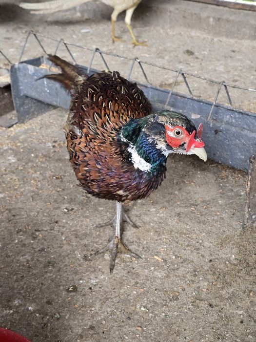 Familie fazani comuni