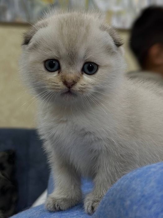 Котята Шиншиллы серебристой