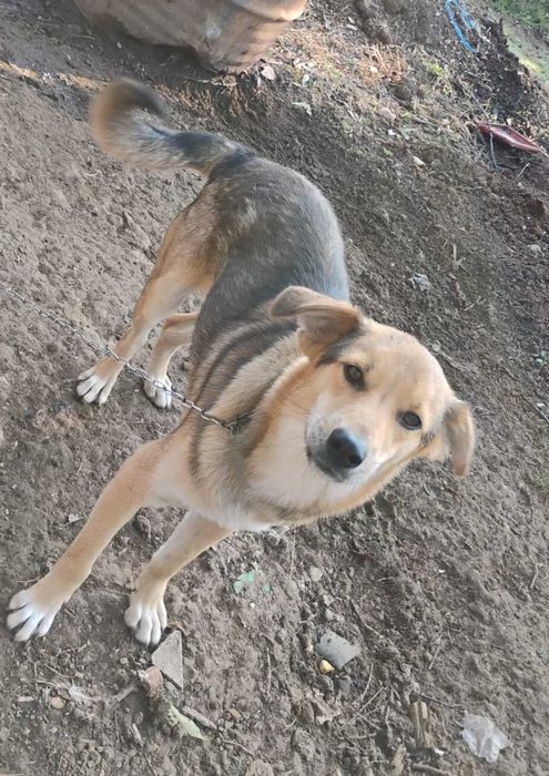 URGENT Ofer catel spre adoptie