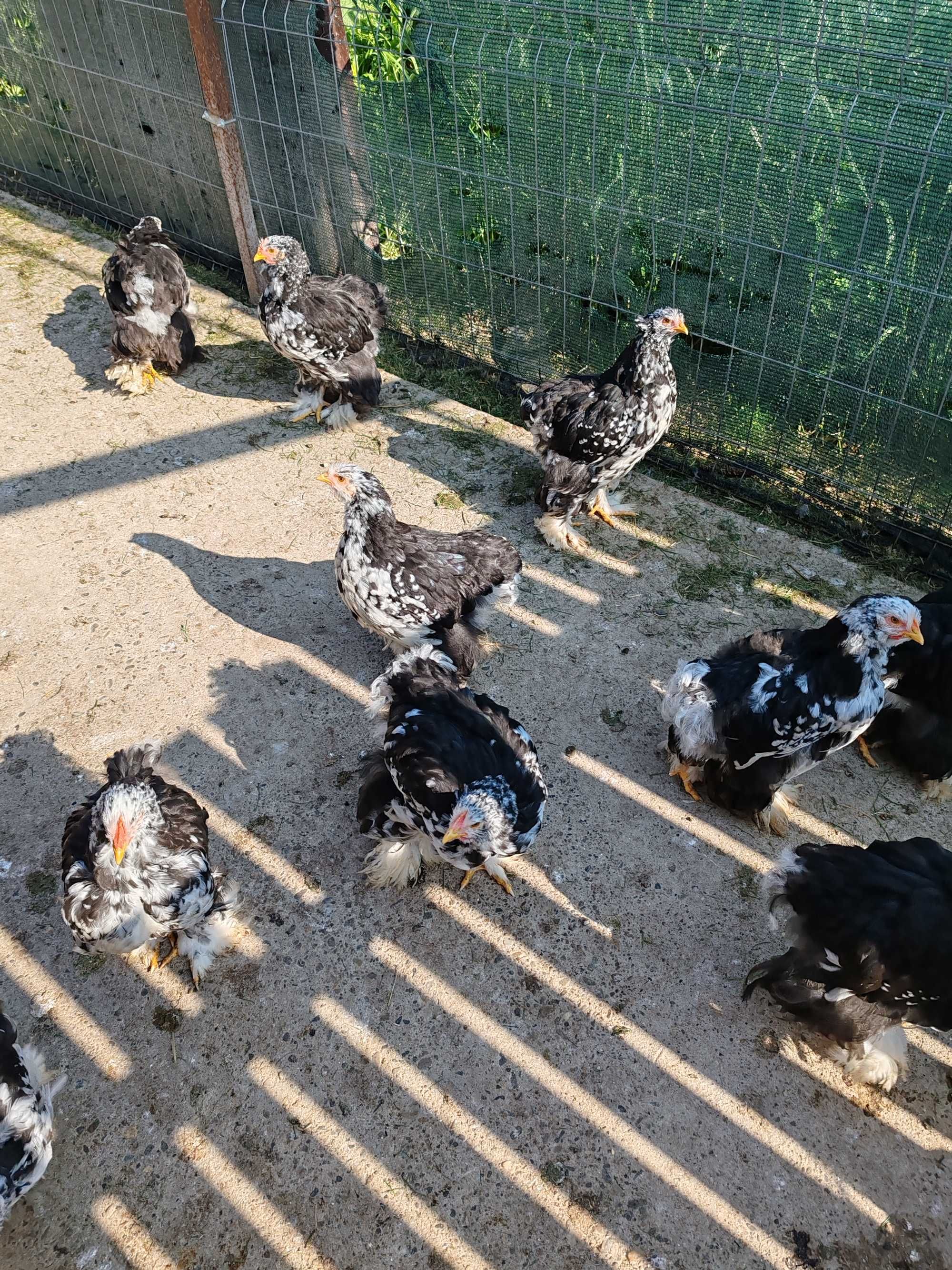 Pui Cochinchina uriaș bobat