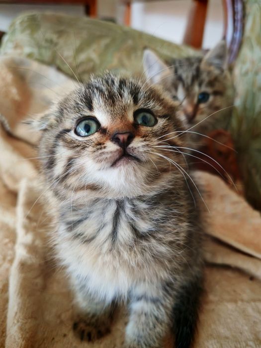 Полушотландские котята в добрые руки!!