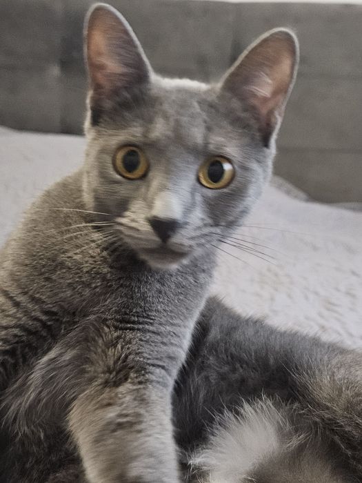 Donez pisica metis Albastru de Rusia