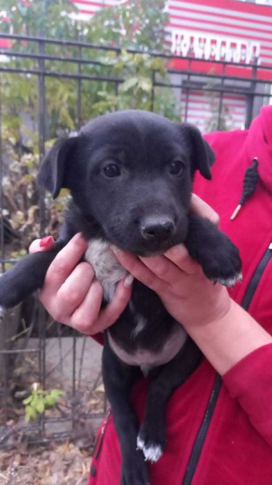 отдам в добрые руки