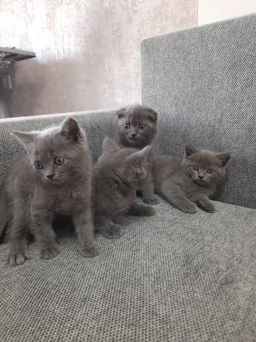 Срочно продаётся котята