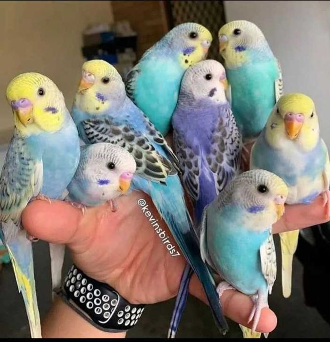 Продам попугаев волнистые молодые срочно продаю