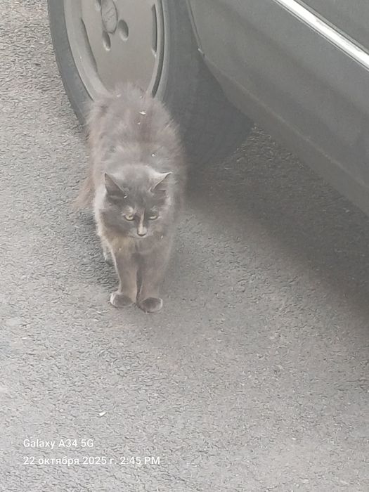 Одам Кошку мышеловку