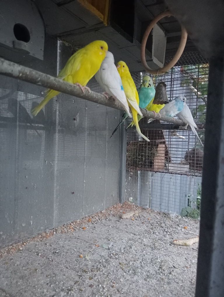 Peruși de vânzare