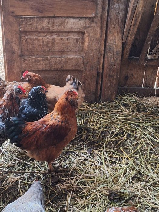 Cocoși  de casă de vânzare