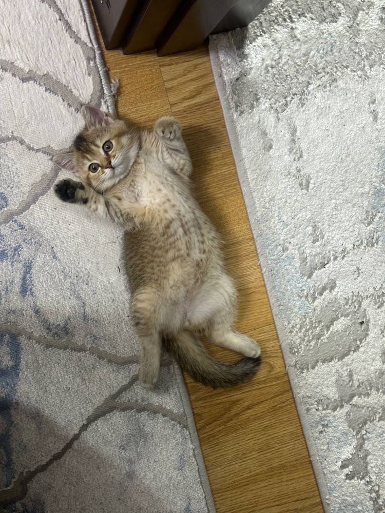 Кошка, золотые шиншилла