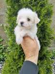 Baiet bichon maltez mini
