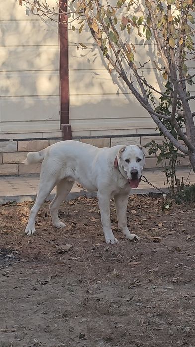 Предлагается мощный кобель для вязки