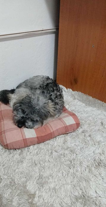 Bichon  havanez,7 luni