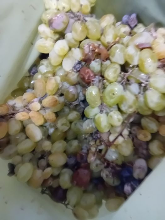 Vând struguri de vin