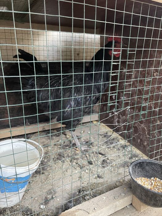 xuroz qora shaxzoda tozza xurozlar sotiladi