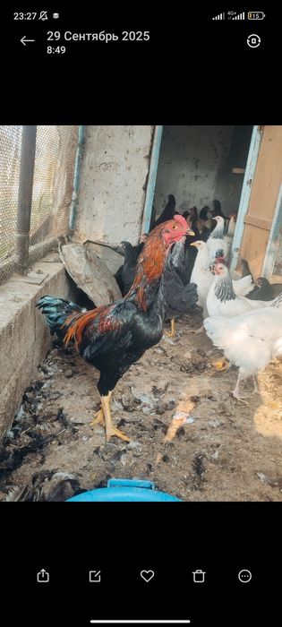 Дакан шөже маладой