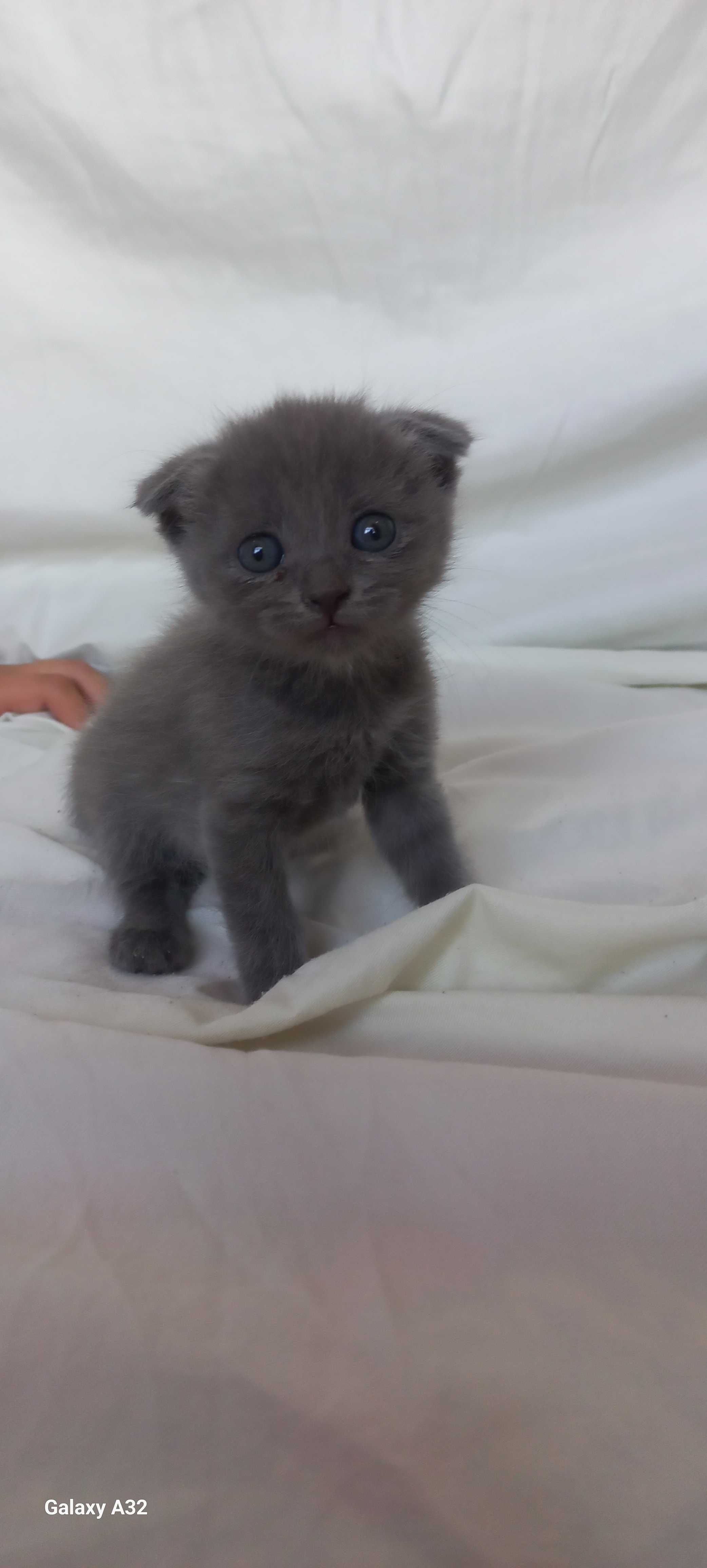 Котята на продажу