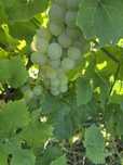 Vând struguri de vin productie 2025