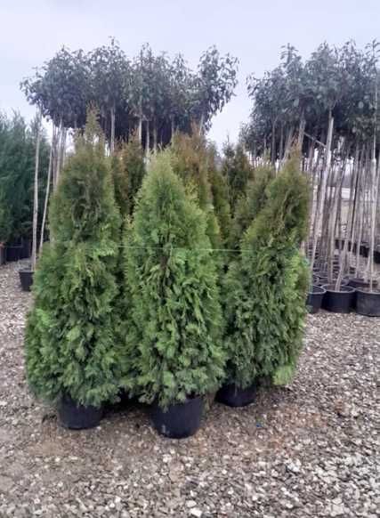 Tuia, leylandii, mesteceni, platani și multe altele – Disponibile acum