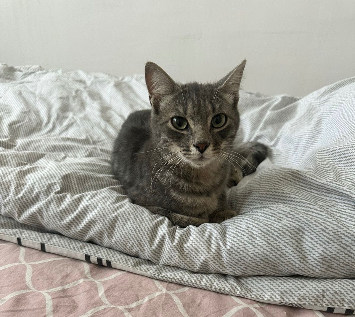 Кошечка ищет дом!