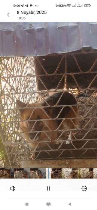 Nemis apcharkasi bosni bolasi