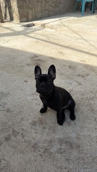 Френски Булдог-Женски