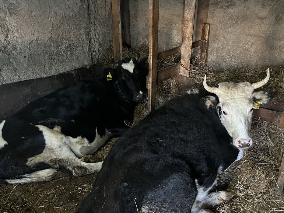 Корова(сиыр),сүтті сиырлар сатылады