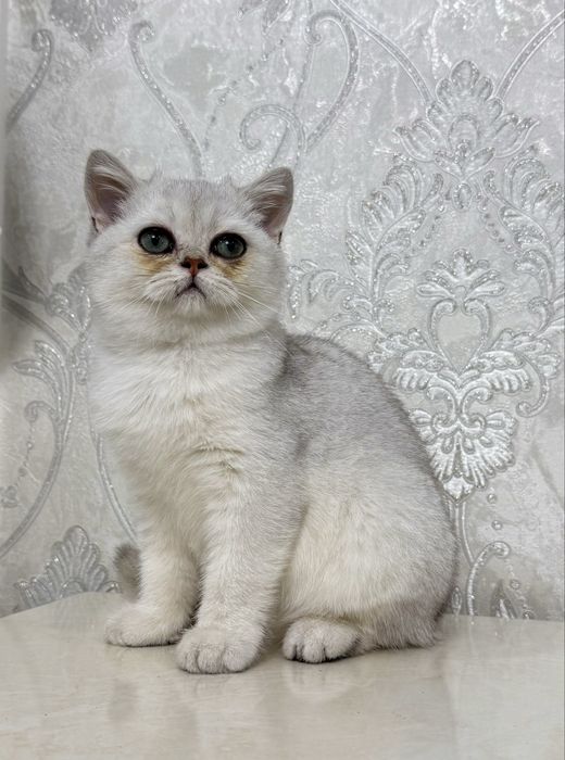 Серебристая шиншилла