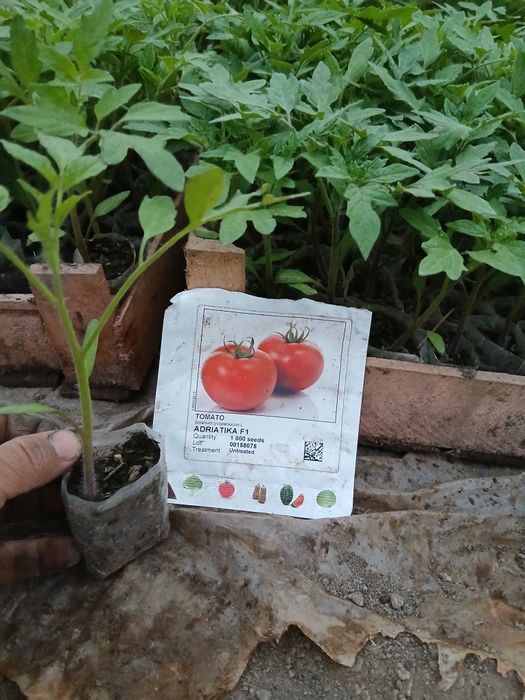 Памидор кучатлар бор