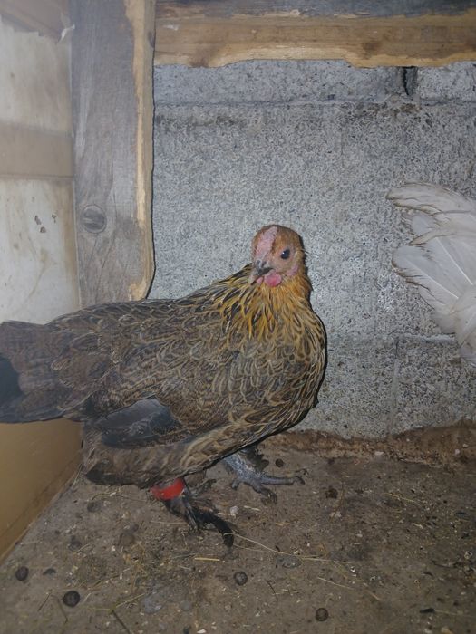 Disponibil cocoș mătase japoneza si pereche de gaini pitice