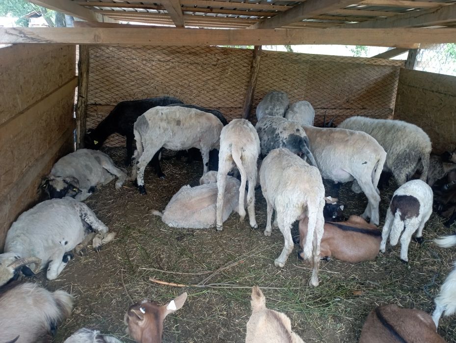 13 oi și o mieluță și un berbec