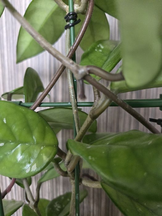 Hoya Carnosa, Lacrima Maicii Domnului cu pedunculi