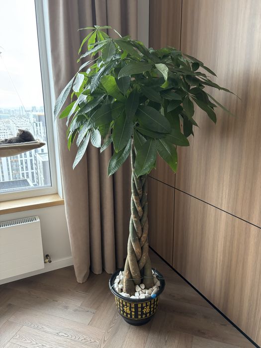 Дерево комнатное растение Пальма пахира красивая высота 170 см