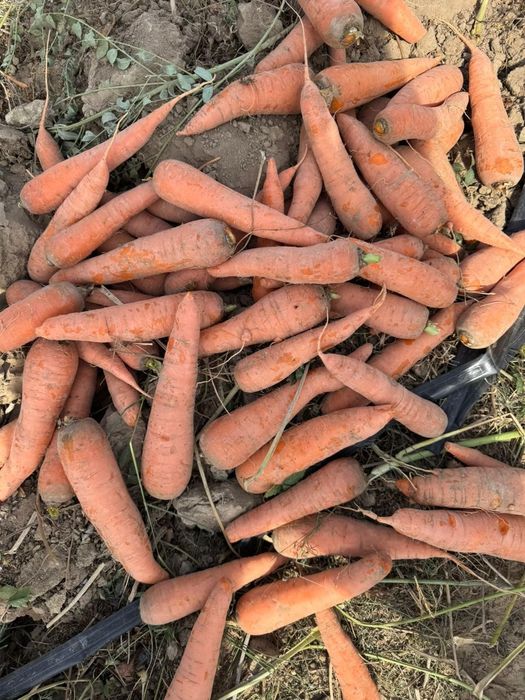 Продам морковку мелкую