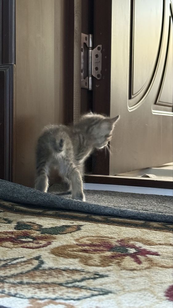 Котёнок. Мушукча. Серый