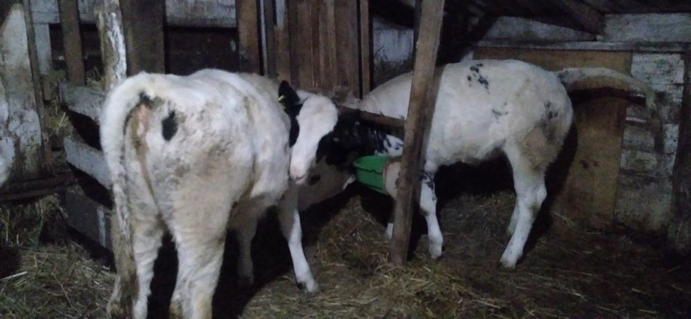 Vițea bună de Vînzare