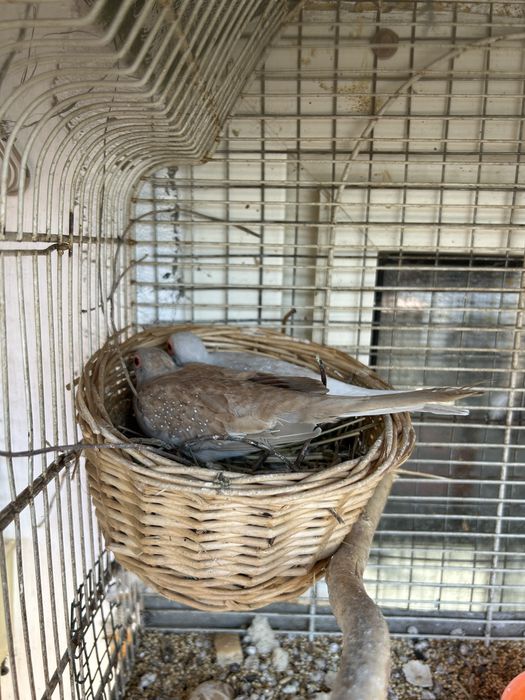 Zebre Australiene & Turturele Diamant