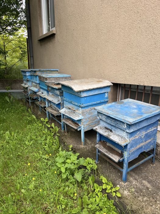 Кошери 10рамкови-дадан блат