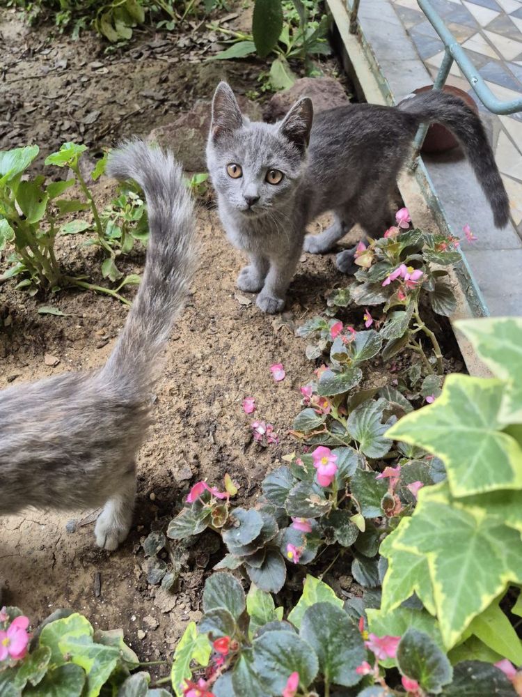 Отдаем котят и маму. Mushuklarni va onasini bervoramiz.