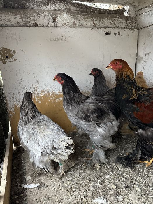 Disponibile Pasari brahma