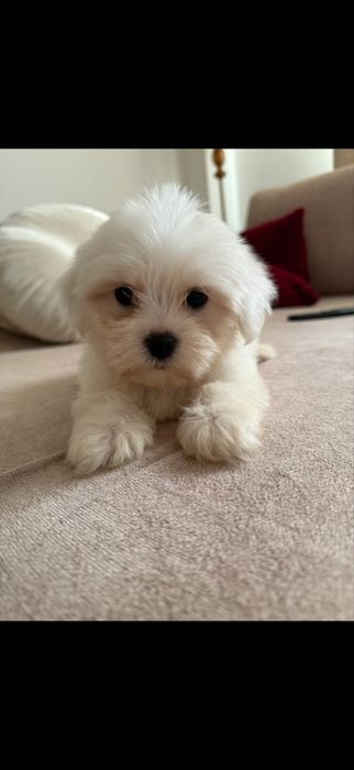 Baietel bichon maltez toy